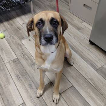 Rescue Shepherd Dogs for Adoption in Henderson, Kentucky - Nala | PetCurious