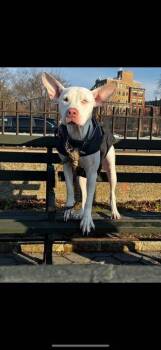 Mixed Breed Dogs Available for Adoption - Aurora | PetCurious