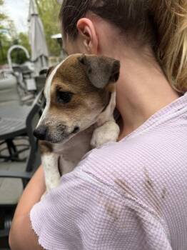 Chihuahua and Labrador Retriever Dogs Available for Adoption in Ridgefield, Connecticut - Jackson | PetCurious