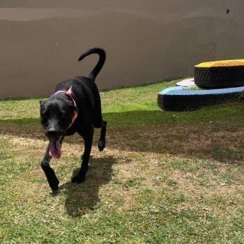 Rescue Black Labrador Retriever Dogs for Adoption in Humacao, Humacao - Sorelle | PetCurious