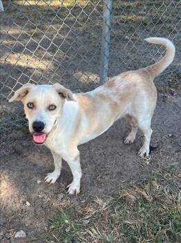 Rescue Pit Bull Terrier Dogs for Adoption in Conroe, Texas - MAGGIE | PetCurious