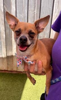 Wolverine -  Chihuahua and Mixed Breed Dog for Adoption in Eugene, Oregon - Wolverine | PetCurious