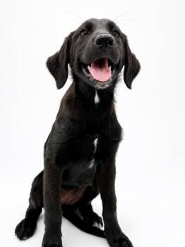 Zag -  Great Pyrenees and Labrador Retriever Dog for Adoption in Bowling Green, Kentucky - Zag | PetCurious