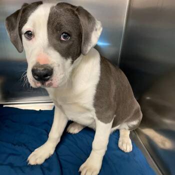 Mixed Breed Dogs Available for Adoption - Frank | PetCurious