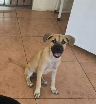 Mollie -  Labrador Retriever Dog for Adoption in Huntington, New York - Mollie | PetCurious