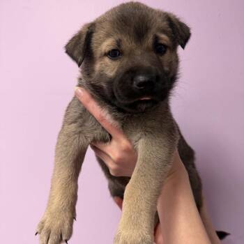 Shepherd and Husky Dogs Available for Adoption in Northbrook, Illinois - Sherman Oaks | PetCurious