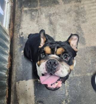 Kingston -  English Bulldog and Mixed Breed Dog for Adoption in Severance, Colorado - Kingston | PetCurious