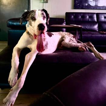 Benny -  Great Dane Dog for Adoption in Pensacola, Florida - Benny | PetCurious