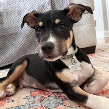 WALKER -  Labrador Retriever and Mountain Cur Dog for Adoption in La Grange, Kentucky - WALKER | PetCurious