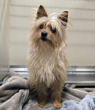 Yorkshire Terrier Dogs Available for Adoption in Lindenhurst, New York - 26-163 Chickpea | PetCurious