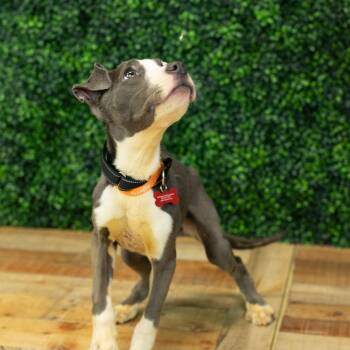 Pit Bull Terrier Dogs Available for Adoption in East St. Louis, Illinois - Tilee | PetCurious