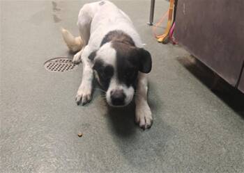 A175991 -  Mixed Breed Dog for Adoption in Santa Fe, New Mexico - A175991 | PetCurious