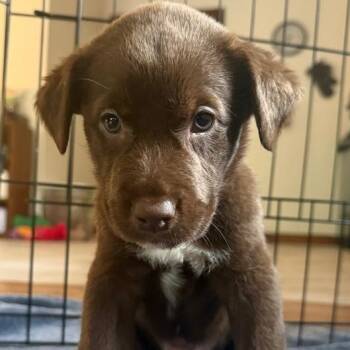 Labrador Retriever Dogs Available for Adoption - Farmer | PetCurious
