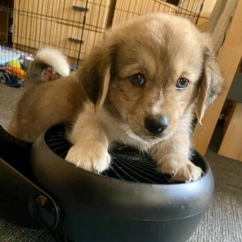 Lychee - Costa Mesa Location *Available 8/15* -  Beagle and Basset Hound Dog for Adoption in Chino Hills, California - Lychee - Costa Mesa Location *Available 8/15* | PetCurious