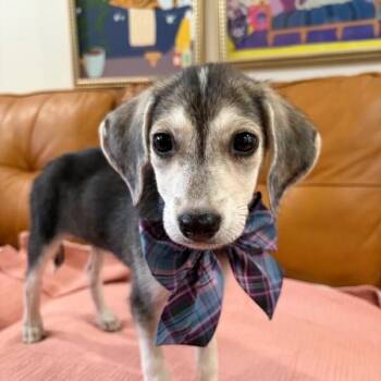 Pepper Steel Magnolia -  Beagle and Mixed Breed Dog for Adoption in Friendswood, Texas - Pepper Steel Magnolia | PetCurious