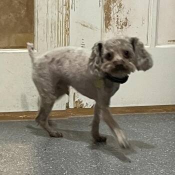 Poodle and Mixed Breed Dogs Available for Adoption - Shawn | PetCurious