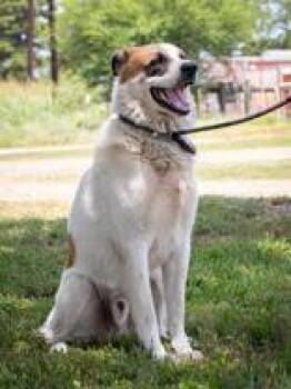 Keystone -  Great Pyrenees Dog for Adoption in La Grange, Texas - Keystone | PetCurious