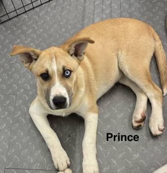 Prince -  Husky Dog for Adoption in Mobile, Alabama - Prince | PetCurious
