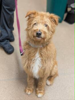 Scooby -  American Eskimo Dog and Poodle Dog for Adoption in Chambersburg, Pennsylvania - Scooby | PetCurious