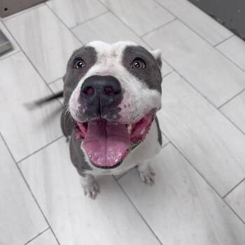 Hummus -  Pit Bull Terrier Dog for Adoption in Lufkin, Texas - Hummus | PetCurious