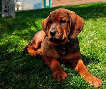Bloodhound and Rottweiler Dogs Available for Adoption in Salmon, Idaho - Fig | PetCurious