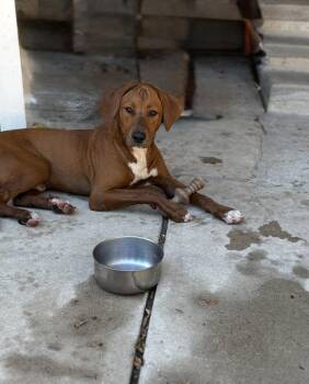 Rescue Rhodesian Ridgeback and American Foxhound Dogs for Adoption in Luling, Texas - Rex | PetCurious