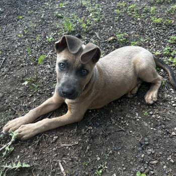 Soy Sauce -  Mixed Breed Dog for Adoption in Buffalo, Minnesota - Soy Sauce | PetCurious
