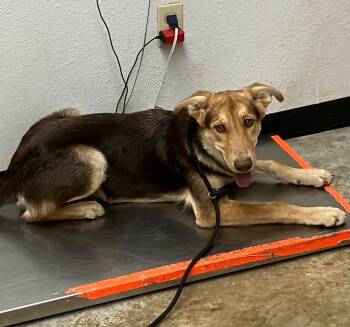 Rescue Shepherd and Mixed Breed Dogs for Adoption in Lockhart, Texas - Mikey | PetCurious