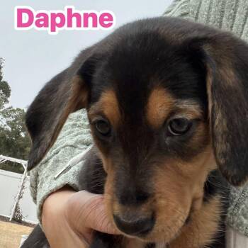 Hound Dogs Available for Adoption - Daphne | PetCurious