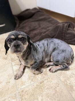 Bindi -  Lhasa Apso Dog for Adoption in Mineral Point, Wisconsin - Bindi | PetCurious