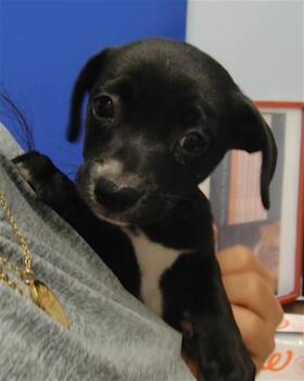 KATT -  Chihuahua and Mixed Breed Dog for Adoption in Albuquerque, New Mexico - KATT | PetCurious