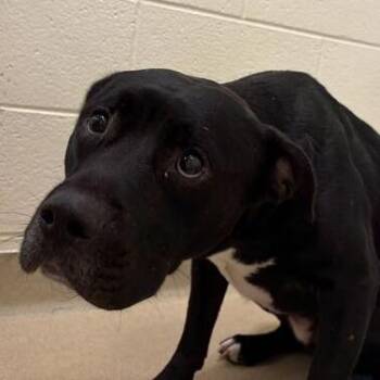 Clutch -  Mixed Breed Dog for Adoption in Asheville, North Carolina - Clutch | PetCurious
