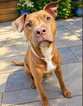 Annie (4 Years Old) -  Pit Bull Terrier Dog for Adoption in Albany, New York - Annie (4 Years Old) | PetCurious