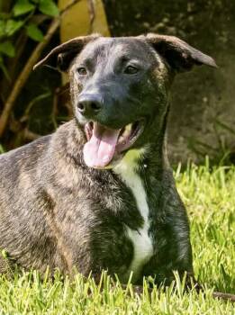 American Staffordshire Terrier Dogs Available for Adoption - Lilac | PetCurious