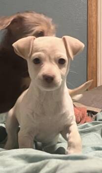 Chihuahua Dogs Available for Adoption in Longmont, Colorado - Miles | PetCurious
