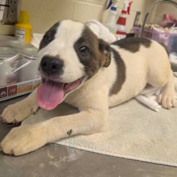 Michael -  Mixed Breed Dog for Adoption in Asheville, North Carolina - Michael | PetCurious