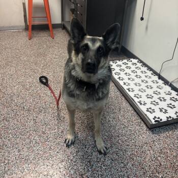 Rescue Mixed Breed and German Shepherd Dog Dogs for Adoption in Salt Lake City, Utah - Pebble | PetCurious