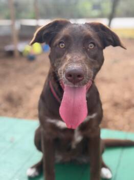 Labrador Retriever Dogs Available for Adoption - Riley | PetCurious