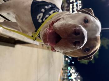 Rescue American Bulldog Dogs for Adoption in Dallas, Texas - Tanner | PetCurious