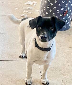 Bullet WA8908-T -  Dachshund and Corgi Dog for Adoption in Missouri City, Texas - Bullet WA8908-T | PetCurious