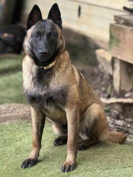 Belgian Shepherd Malinois Dogs Available for Adoption in Calera, Alabama - Meredith | PetCurious