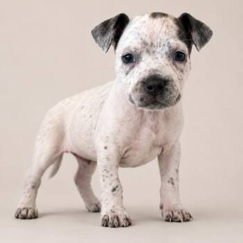 Skye -  Pit Bull Terrier and Mixed Breed Dog for Adoption in South Elgin, Illinois - Skye | PetCurious