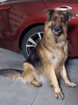 Rescue Shepherd and Collie Dogs for Adoption in New Smyrna Beach, Florida - Falkor | PetCurious