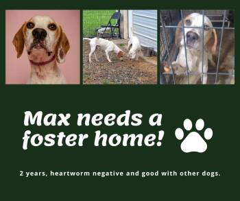 Needs Foster Max (GA) -  English Pointer Dog for Adoption in Bridgeton, New Jersey - Needs Foster Max (GA) | PetCurious