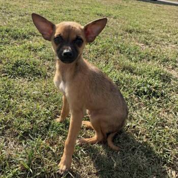 Cheech -  Chihuahua and Mixed Breed Dog for Adoption in Pelham, New Hampshire - Cheech | PetCurious