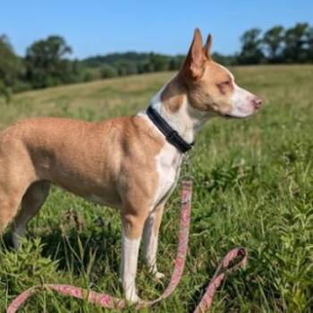 Mixed Breed Dogs Available for Adoption in Naperville, Illinois - Matilda - Coming Soon! | PetCurious