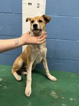 Rescue Carolina Dog and Mixed Breed Dogs for Adoption in Seneca, South Carolina - Porky Pig | PetCurious