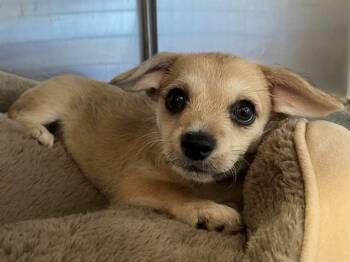 German Shepherd Dog and Maltese Dogs Available for Adoption in San Clemente, California - TULIP | PetCurious