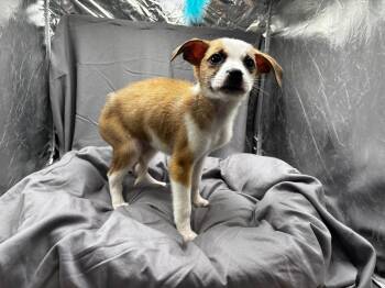 STELLA -  Boxer and Beagle Dog Available for Adoption in Grovetown, Georgia - STELLA | PetCurious