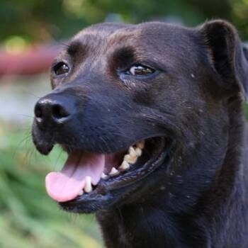 Rescue Labrador Retriever Dogs for Adoption in Lancaster, Ohio - Maw Maw | PetCurious
